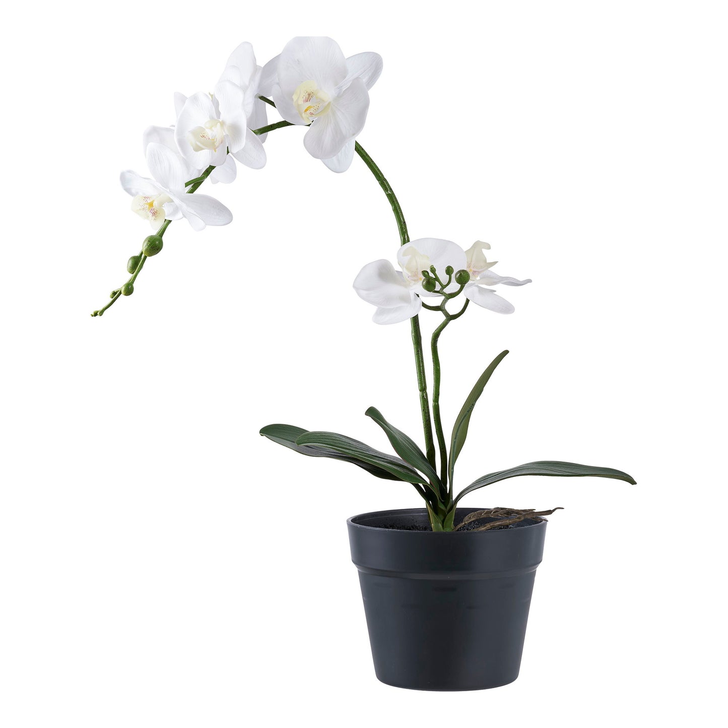 Orchidee Grün/Weiss