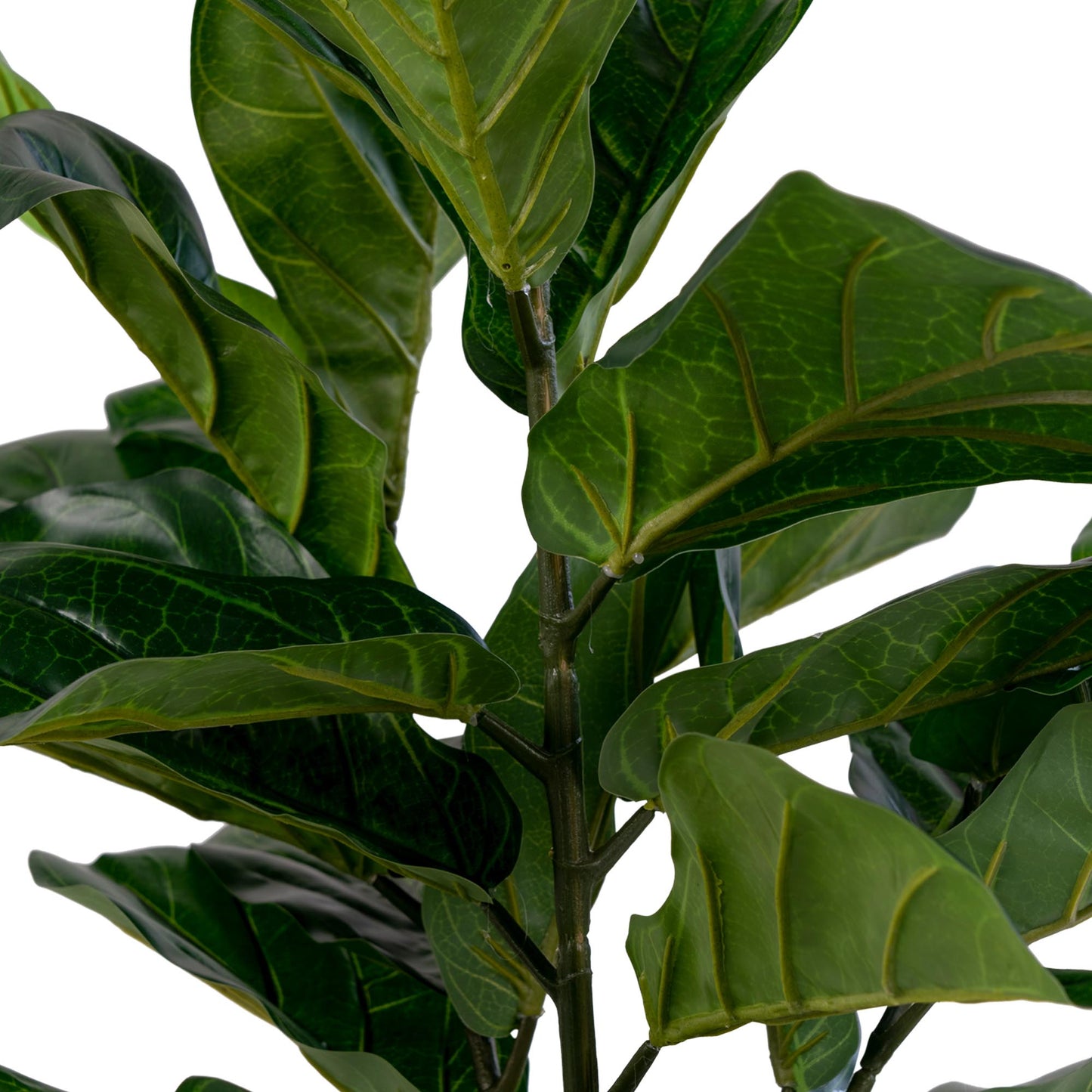Fiddle Leaf Tree Grün