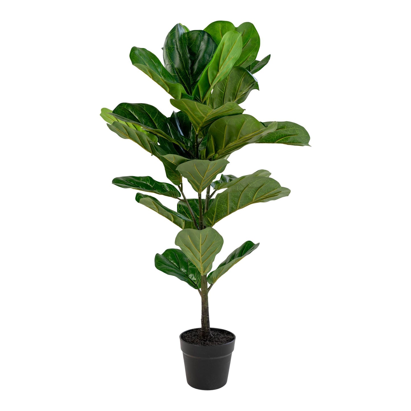 Fiddle Leaf Tree Grün