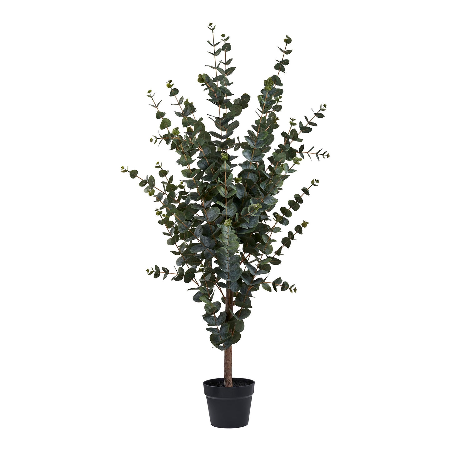 Eucalyptus Baum Grün