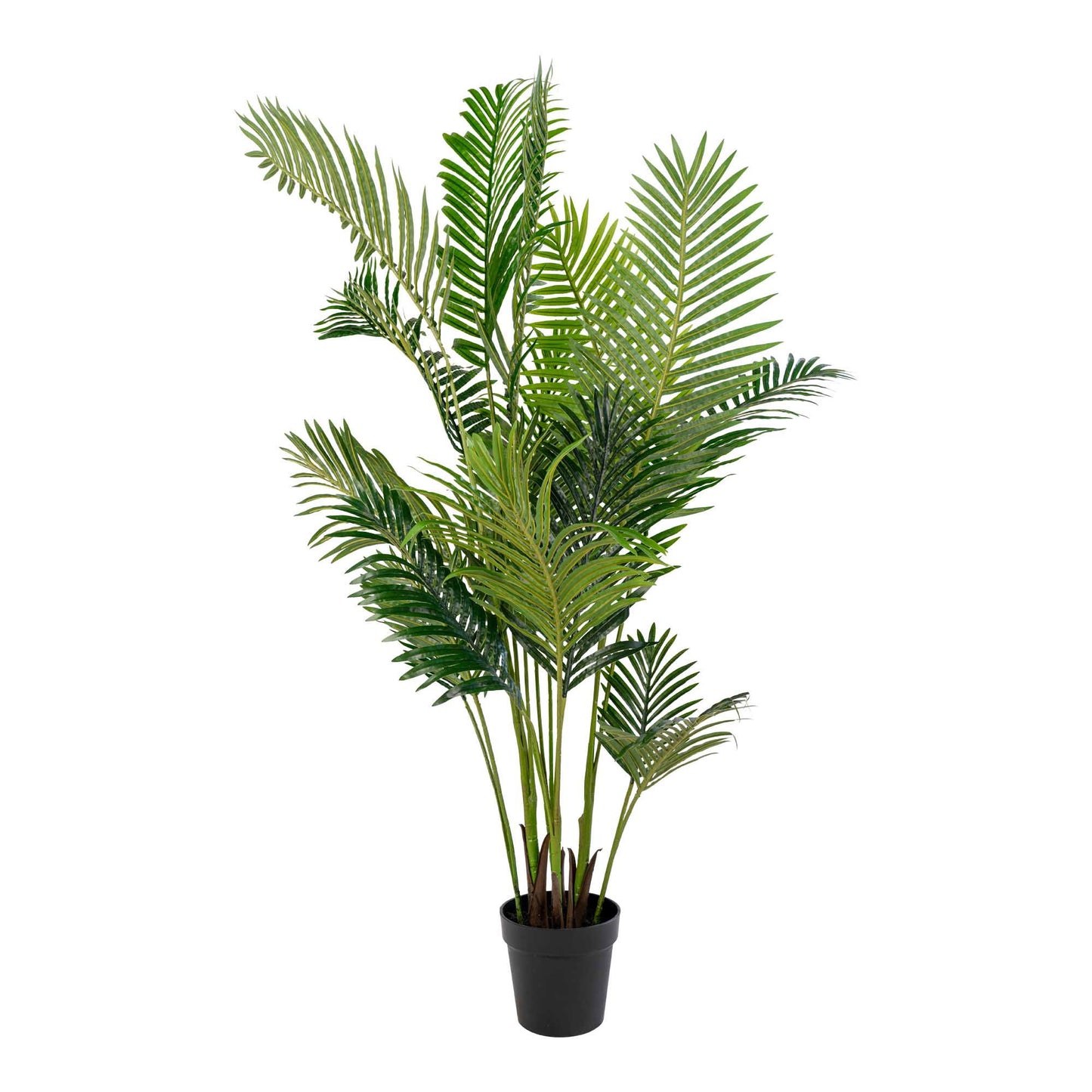 Areca Palme Grün