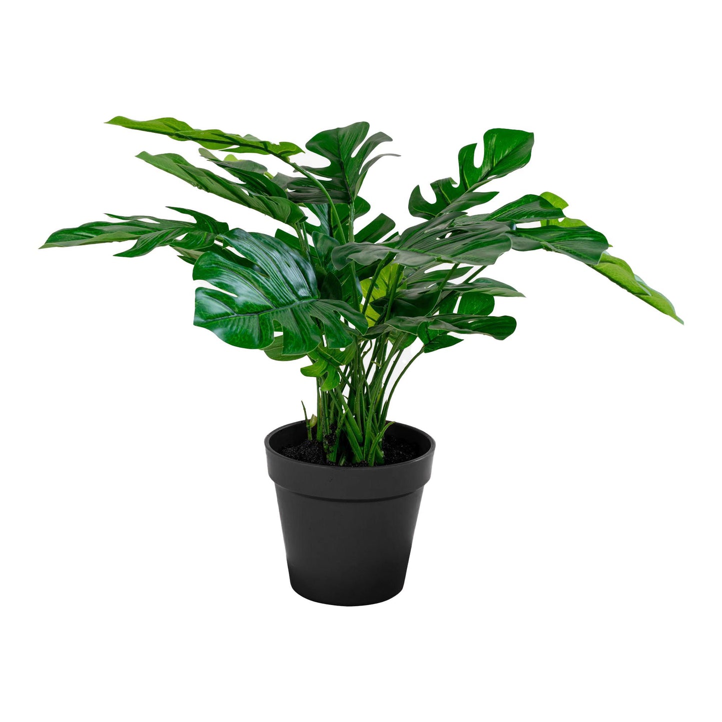 Monstera Grün