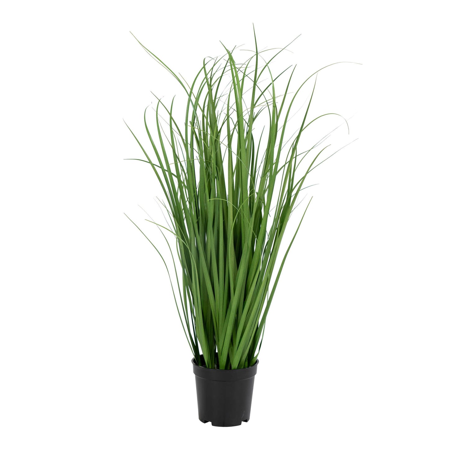 Poa Gras Grün