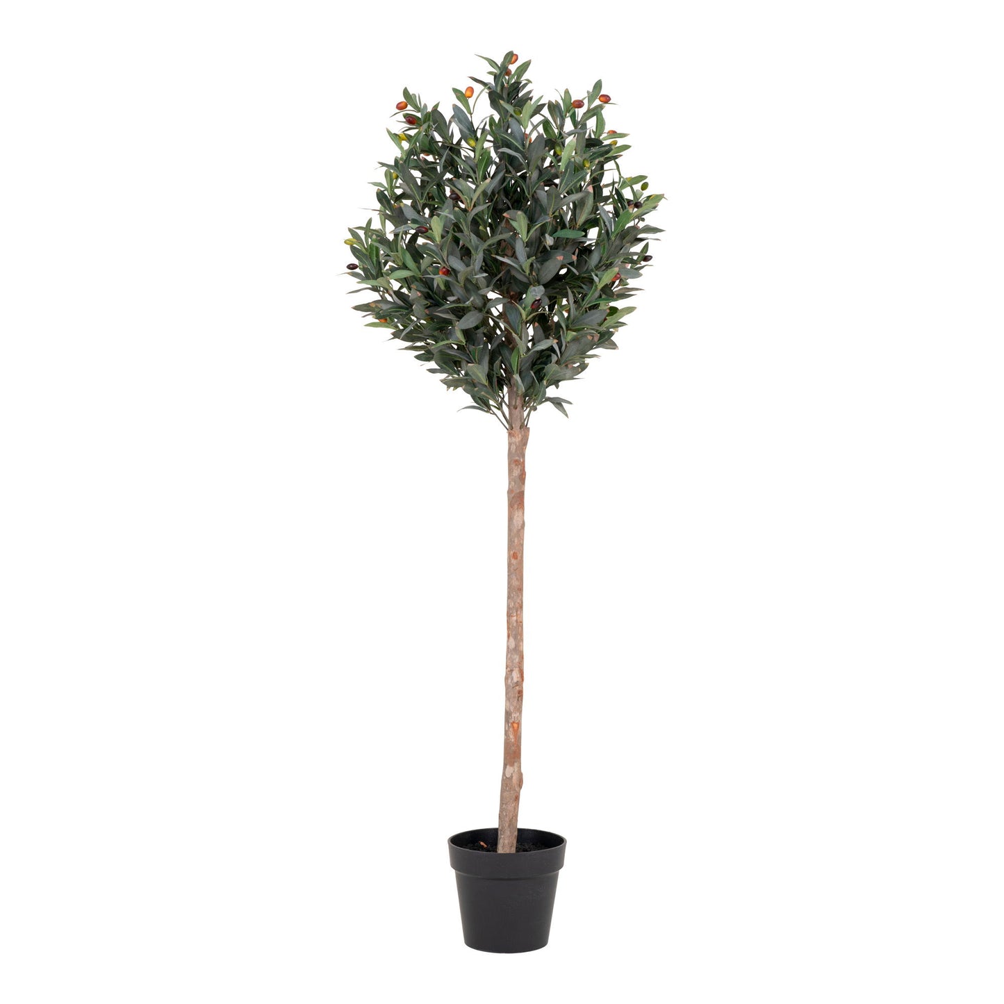Olivenbaum Grün, 150cm