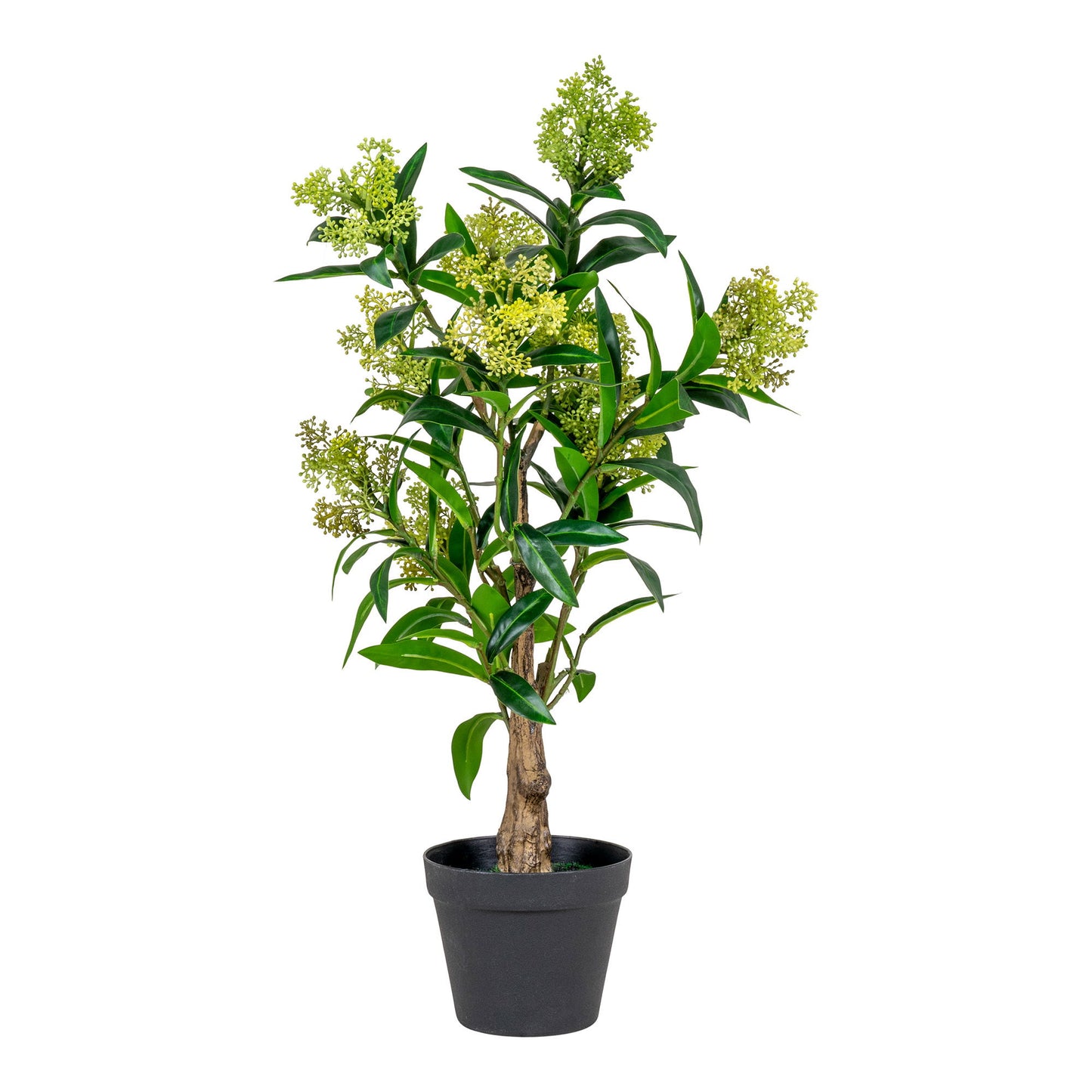 Skimmia Baum Grün