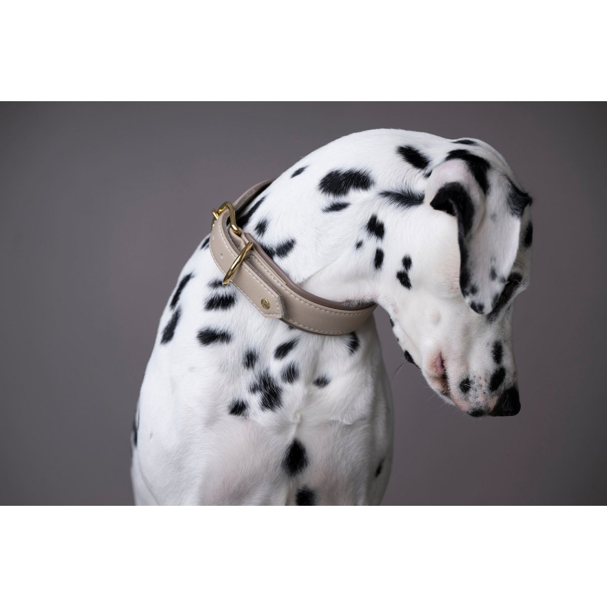 AMICI IVORY - Stilvolles Nappa-Halsband für modebewusste Hundefreunde