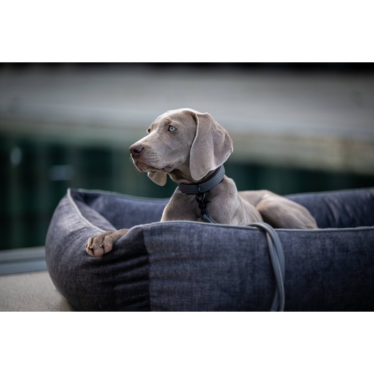 CLASSIC Hundebett - GLAM GRAPHITE