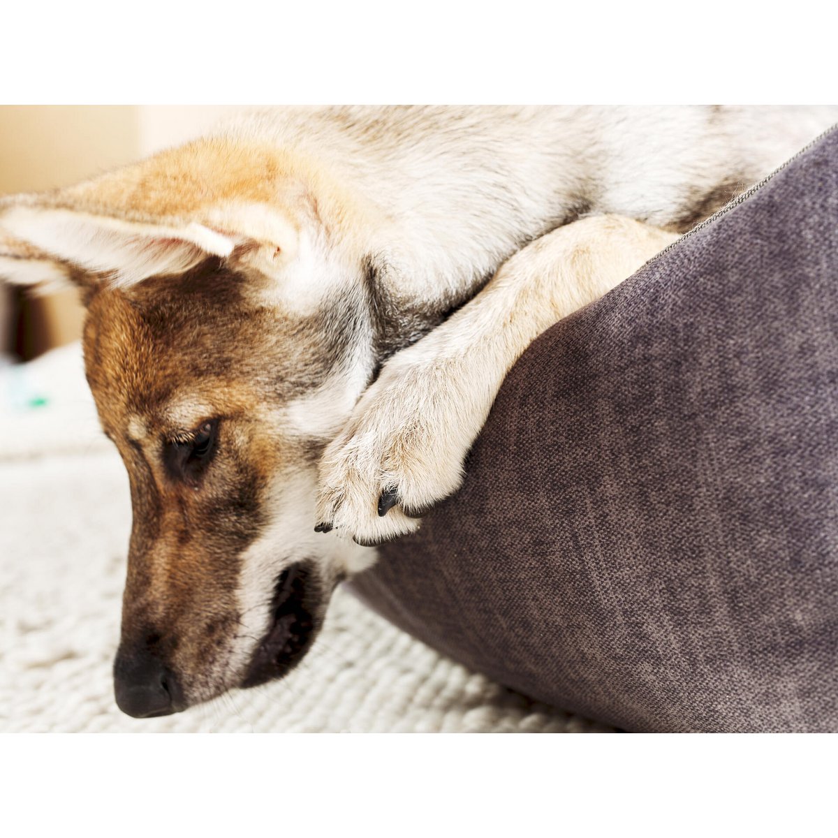 CLASSIC Hundebett - GLAM GRAPHITE