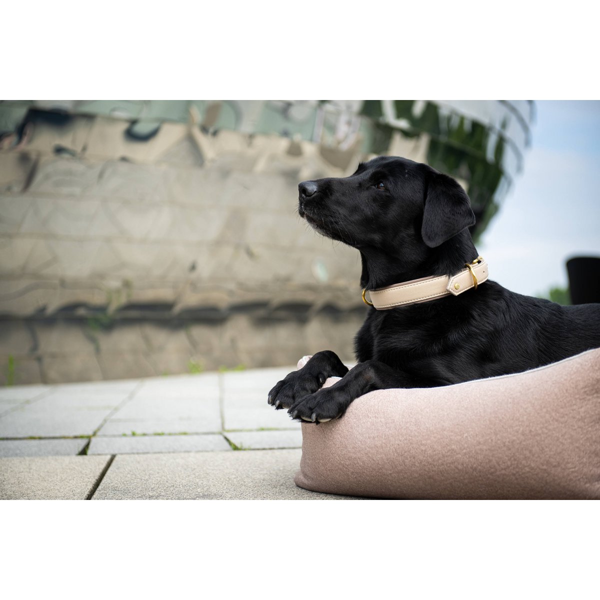 AMICI IVORY - Stilvolles Nappa-Halsband für modebewusste Hundefreunde