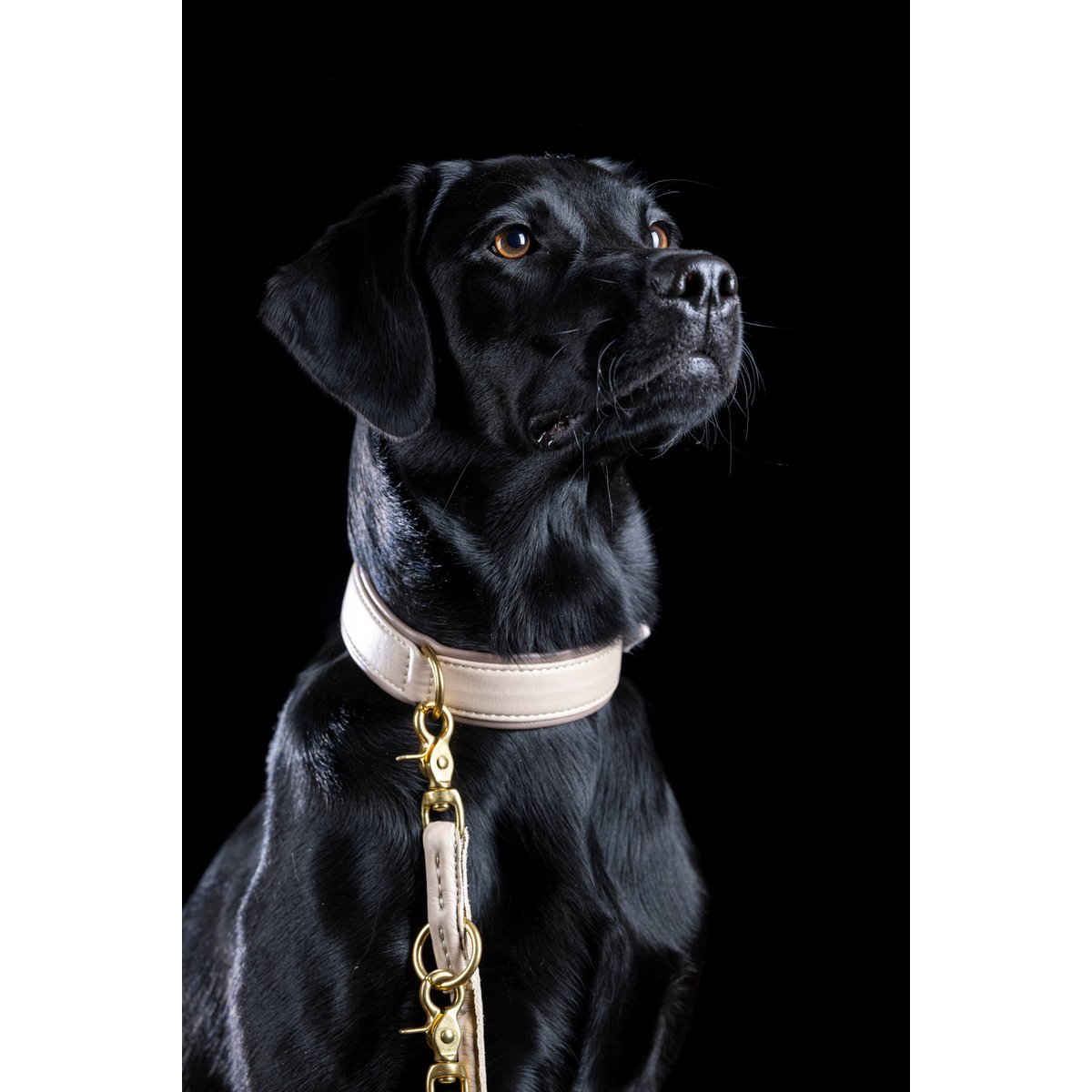 AMICI IVORY - Stilvolles Nappa-Halsband für modebewusste Hundefreunde