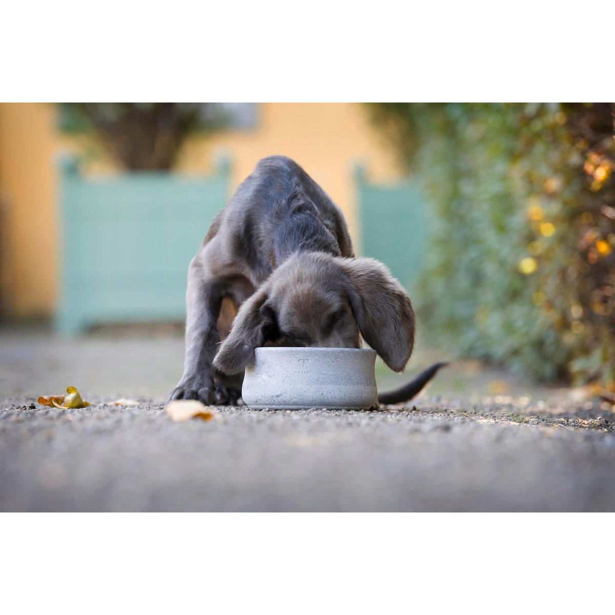 ROCKY - Edel-Napf für Hund und Katze