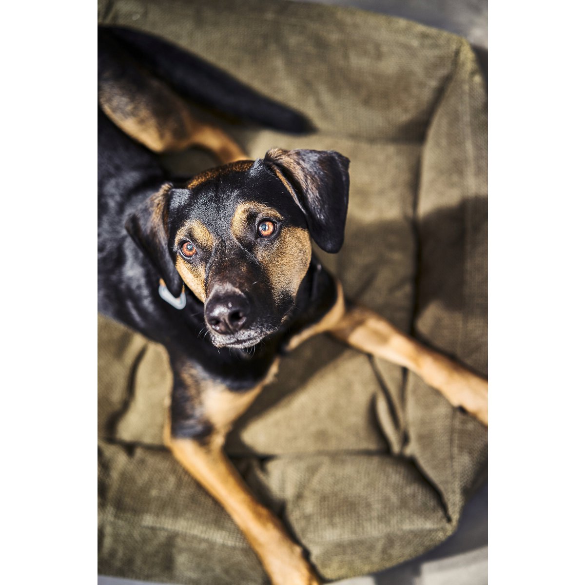 CLASSIC Hundebett - TUDOR OLIVE